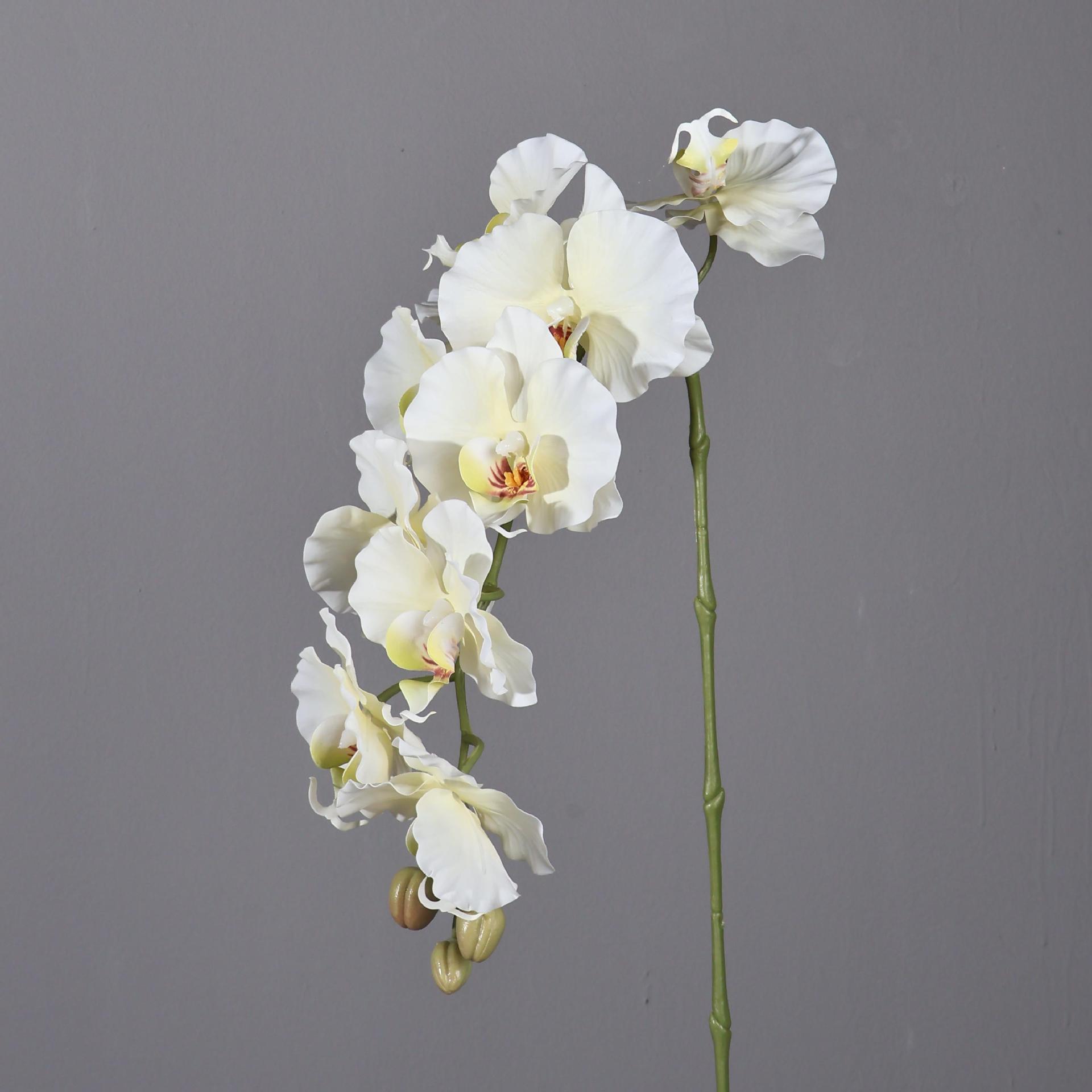 Phalaenopsis artificiale in st - Photography Hotel recensione e prezzo